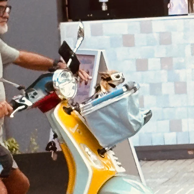 Hondje met een zonnebril in het mandje van een gele scooter